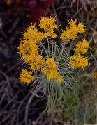 Rabbit Brush 19-0898